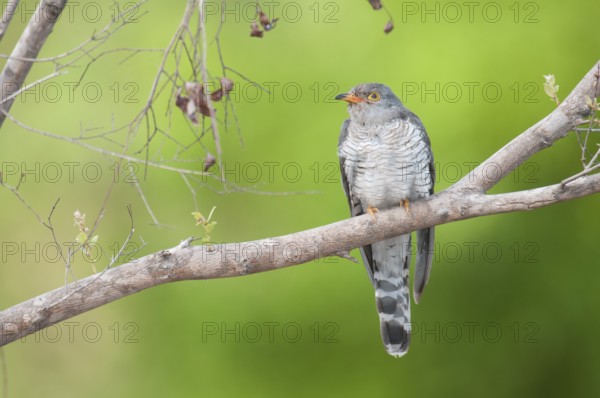 African Cuckoo (Cuculus gularis), Mpumalanga, South Africa