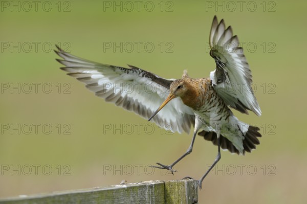 Uferschnepfe (Limosa limosa), Black-tailed Godwit, landender Altvogel auf Sitzwarte, Mai, Nijkerk, Niederlande