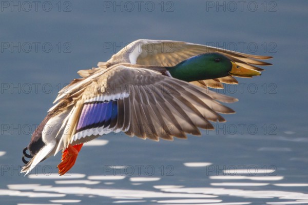 Mallard (Anas platyrhynchos) male flying, Carinthia, Austria