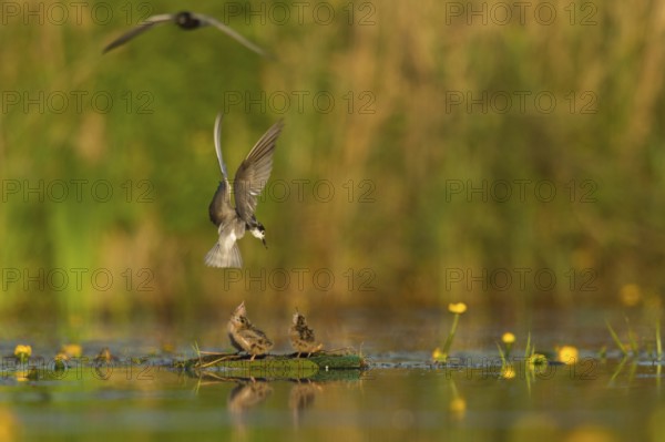 Black Tern (Chlidonias niger) feeding of juvenile, Netherlands