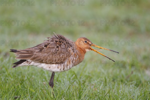 Black-tailed Godwit (Limosa limosa) calling, Netherlands