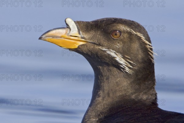 Rhinoceros Auklet (Cerorhinca monocerata), British Columbia, Canada