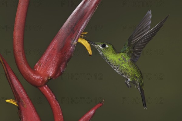 Green-crowned Brilliant (Heliodoxa jacula), Ecuador