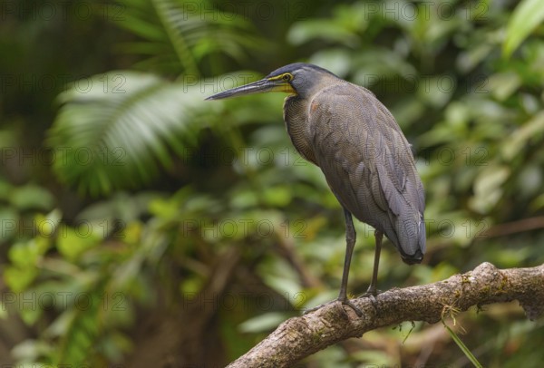 Bare-throated Tiger Heron (Tigrisoma mexicanum) - at Laguna Lagarto Lodge near Boca Tapada, Costa Rica