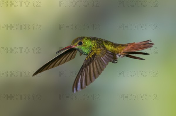 Rufous-tailed Hummingbird (Amazilia tzacatl) at the Nature Pavilion in La Virgen, Costa Rica