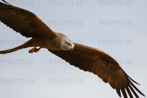 Black Kite (Milvus migrans) flying, Spain