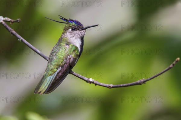 Plovercrest (Stephanoxis lalandi) perched on a branch in the Atlantic rainforest of southeast Brazil