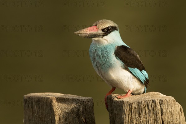 Blue-breasted Kingfisher (Halcyon malimbica), Gambia