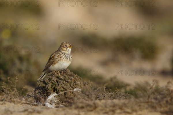 Lesser Short-toed Lark (Alaudala rufescens), Fuerteventura, Spain