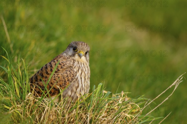 Common Kestrel (Falco tinnunculus), Netherlands
