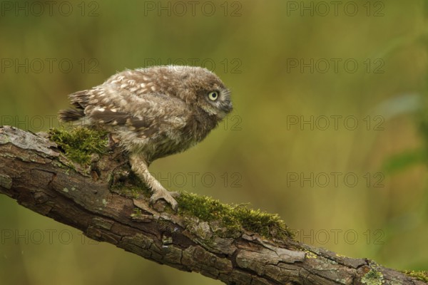 Little Owl (Athene noctua) juvenile, Utrecht, Netherlands