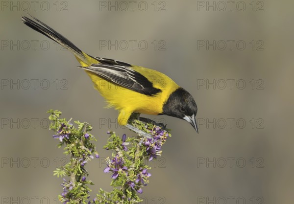 Audubon's Oriole (Icterus graduacauda), Texas, USA