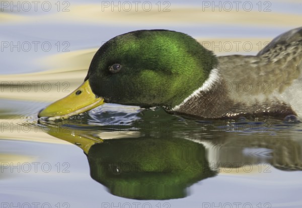 Mallard (Anas platyrhynchos) male, New Mexico, USA