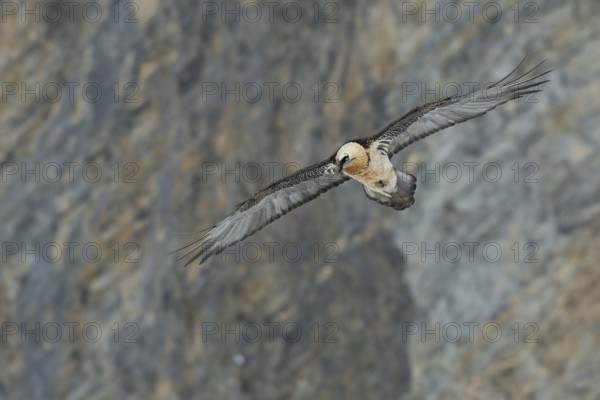 Bearded Vulture (Gypaetus barbatus) flying, Valais, Switzerland