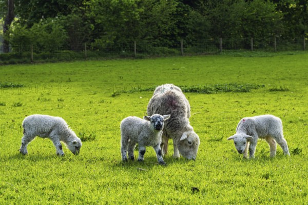 Sheep and farm in Lake District National Park, Coniston Water, Cumbria, England, United Kingdom