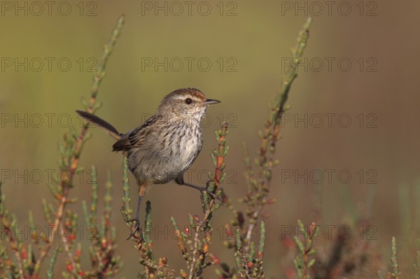 Little Grassbird (Megalurus gramineus), Australia