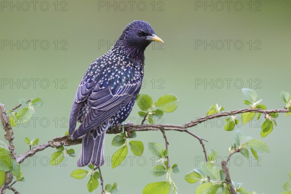 Common Starling (Sturnus vulgaris), Brandenburg, Germany