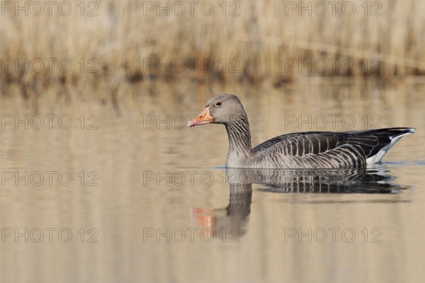 Greylag goose (Anser anser), swimming, North Rhine-Westphalia, Germany