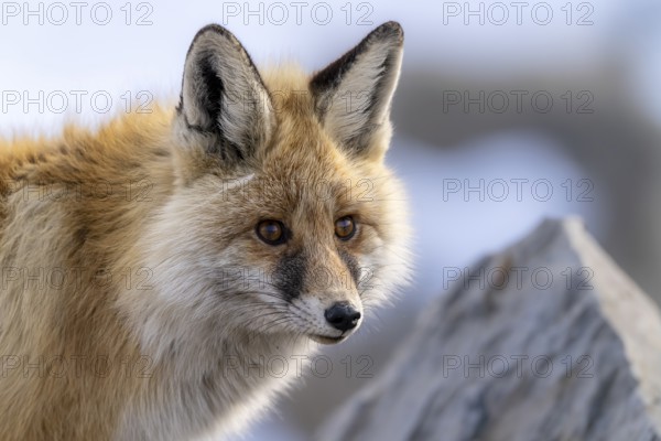Tibetan red fox (Vulpes vulpes montana), Himalayas, Spitital, Kaza, Himachal Pradesh, India
