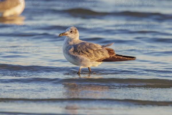 Seagull scouring the waterline searching for food along the Mississippi Gulf Coast in evening light