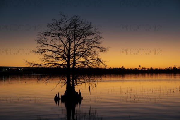 Cypress tree silhouetted against a deep blue and orange sky at sunset on Lake Seminole at the Corps of Engineers Eastbank Campground near the Florida state line in Georgia