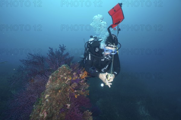 Diver sets the signal buoy in a blue underwater world next to red gorgonians in the Mediterranean Sea near Hyères, dive site peninsula Giens, Provence Alpes Côte d'Azur, France