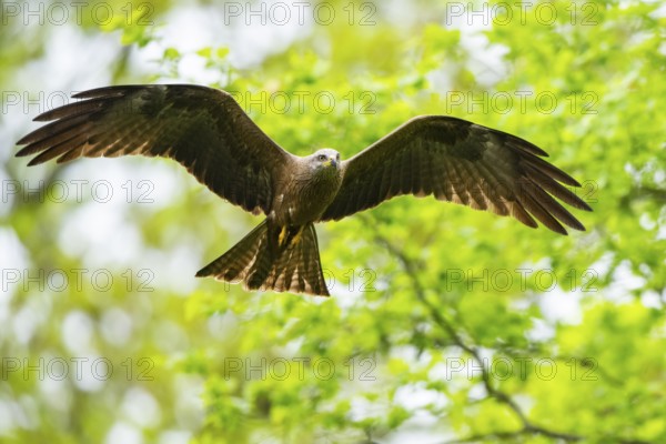 Black kite (Milvus migrans) flying in a forest in early summer, Bavaria, Germany