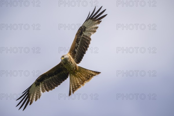 Red kite (Milvus milvus) flying in the sky, Bavaria, Germany