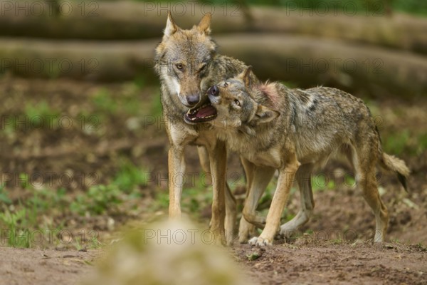Wolf (Canis lupus), two wolves standing close to each other, one wolf shows its teeth, Germany