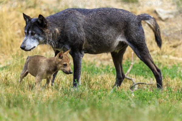 A large black wolf accompanied by a small puppy, Timberwolf, wolf, American wolf, (Canis lupus lycaon), puppy, Germany