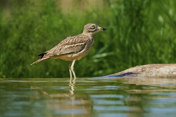 A bird stands in the water, surrounded by green nature, with a clear view, Stone Curlew (Burhinus oedicnemus), spring, France
