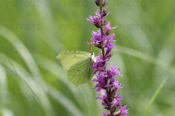 Lemon butterfly (Gonepteryx rhamni), female, purple loosestrife (Lythrum), colourful, nectar, meadow, North Rhine-Westphalia, Germany, The lemon butterfly sucks nectar from a flower