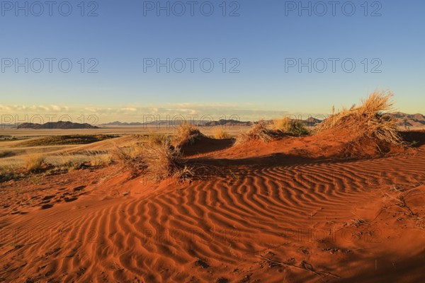 The red sand of the Namib Desert glows in the evening light, Namibia
