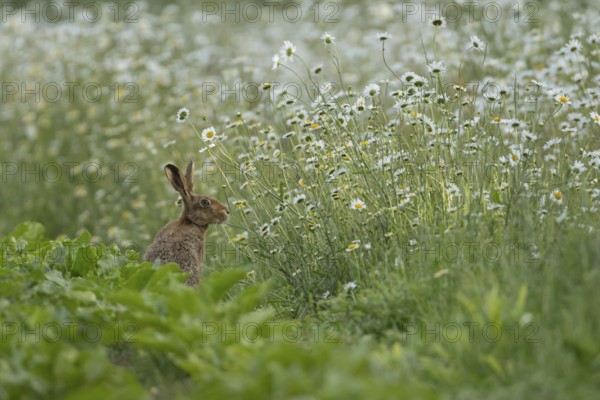 European brown hare (Lepus europaeus) adult animal on the edge of a farmland sugar beet crop with a wildflower margin of Oxeye daisy flowers, England, United Kingdom