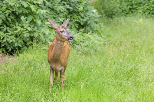 A female roe deer (Capreolus capreolus) stands in a green meadow. Bavaria, Germany