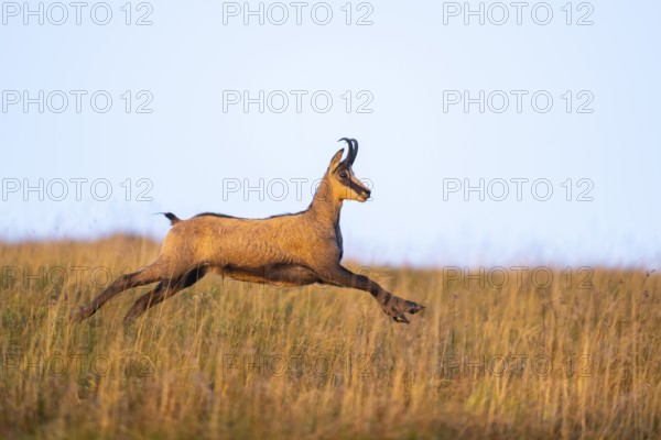 Chamois (Rupicapra rupicapra) on a meadow in the Vosges Mountains, wildlife, France