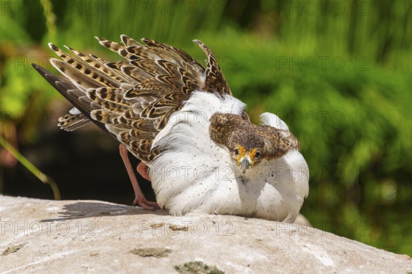 Bird in attack posture with conspicuous white plumage, ruff (Calidris pugnax, Syn.: Philomachus pugnax), courtship display, France
