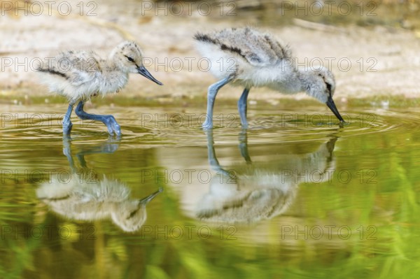 Two young birds on the water, with clear reflection on the surface, Avocet, (Recurvirostra avosetta), France