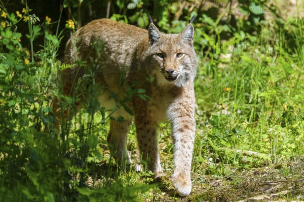 A lynx walking through sunlit grass in the forest, the surroundings glowing in shades of green, Lynx, (Lynx lynx), Eurasian lynx, Germany