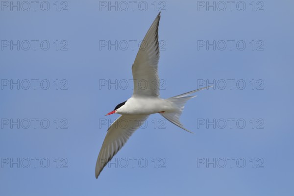 Arctic Arctic Tern (Sterna paradisaea), adult bird in flight, wildlife, nature photography, waterfowl, terns, Eidersperrwerk, Schleswig-Holstein, North Frisia, Germany