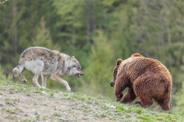 A Eurasian gray wolf (Canis lupus lupus) encounters a European brown bear (Ursus arctos arctos) in a green meadow and shows aggression, leading to a short fight without injuries