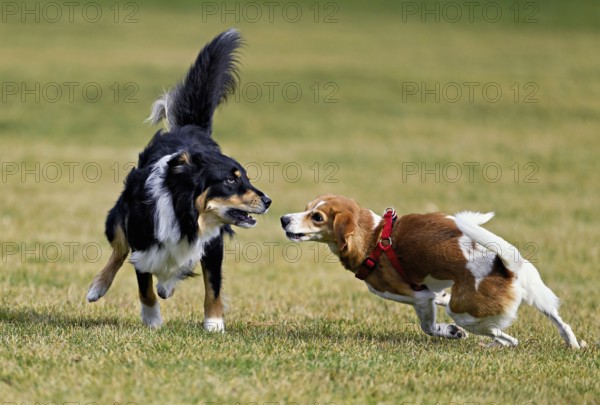 Mixed breed dog between Border Collie and Australian Shepherd plays with Beagle, Switzerland
