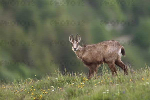 Where have all the flowers gone... Chamois (Rupicapra rupicapra), chamois feeding on grasses and herbs on a mountain meadow high above the valley, looking directly into the camera in surprise, native nature, Vosges, France, Western Europe