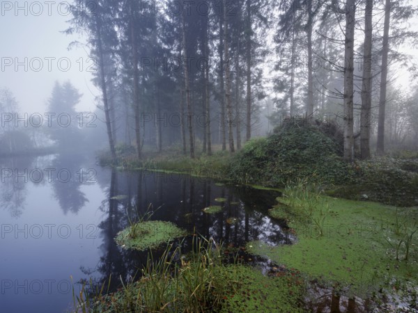 Ballmoos forest reserve, raised bog in the fog, Lieliwald, Lindenberg, Horben, Canton Lucerne, Switzerland