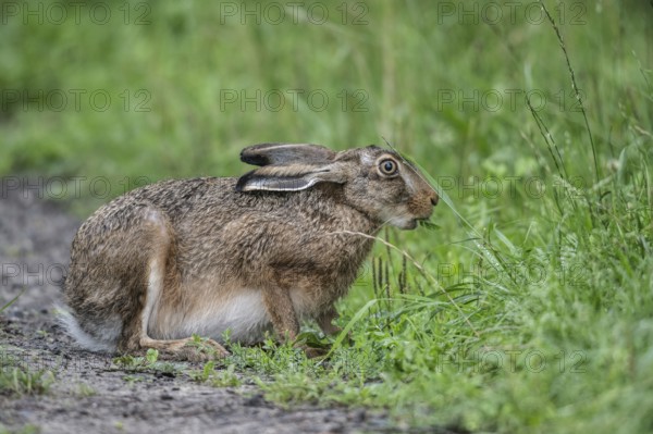 European hare (Lepus europaeus), Emsland, Lower Saxony, Germany