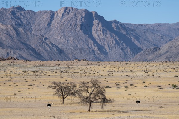Common ostriches (Struthio camelus) in dry landscape in front of the Brandberg, Damaraland, Namibia