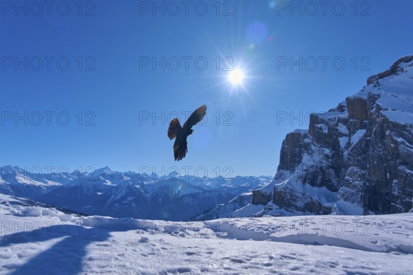 Alpine chough (Pyrrhocorax graculus), bird flying over snow-covered mountains in the sunlight, Gemmi Pass, Leukerbad, Leuk, Valais, Switzerland