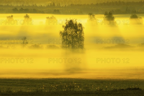 Early morning fog over the moor, birch (Betula), birch family (Betulaceae), sunrise fog, Pfrungen, Pfrunger-Burgweiler Ried, Baden-Wuerttemberg, Germany