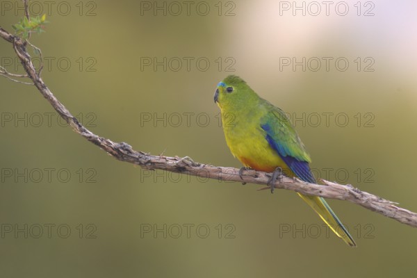 Orange-bellied Parrot (Neophema chrysogaster), Tasmania, Australia