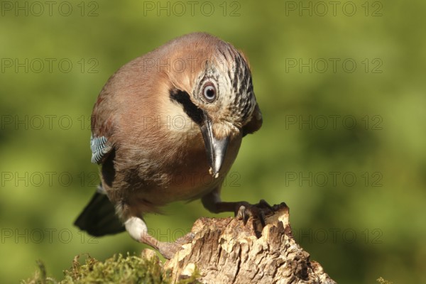 Eurasian Jay (Garrulus glandarius), Lower Saxony, Germany